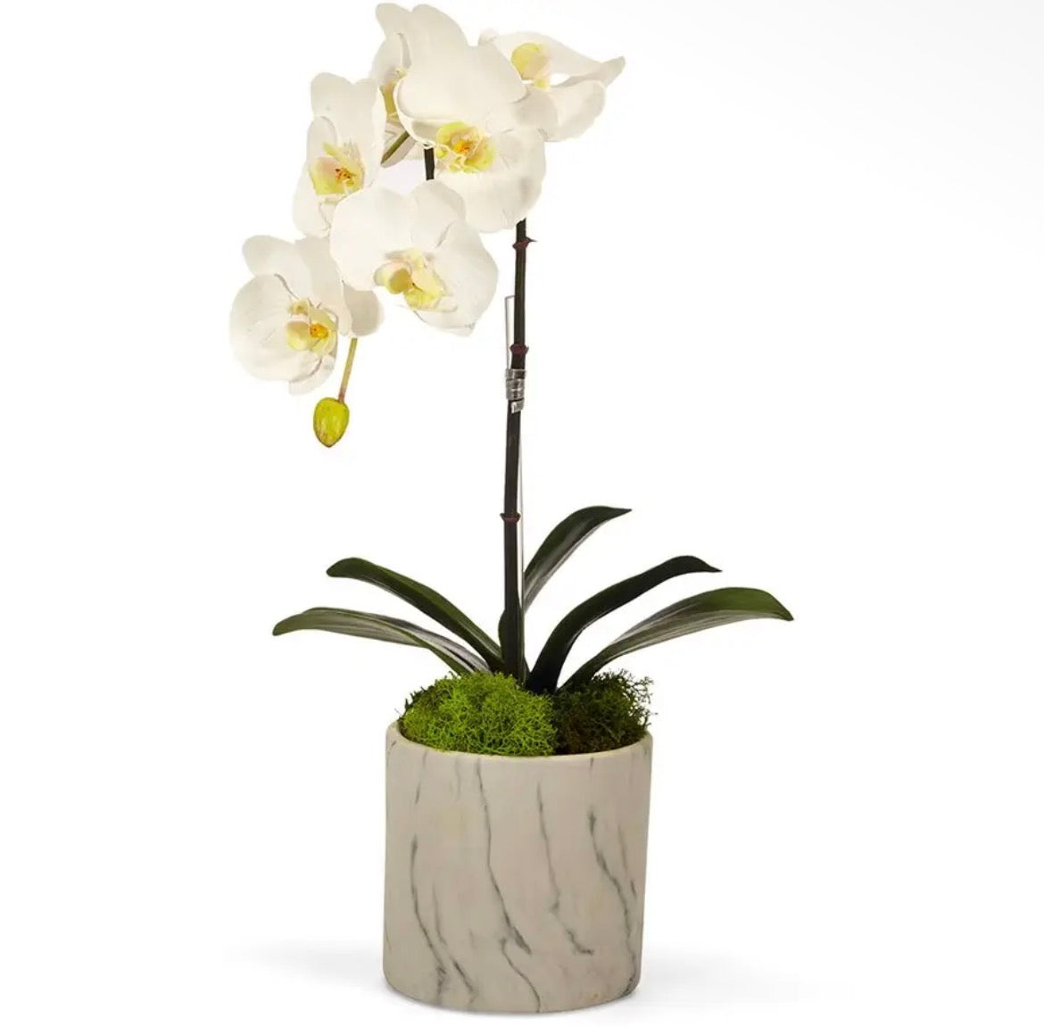 Orchid in Marble Planter