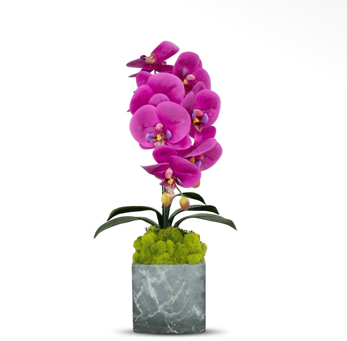 Orchid in Marble Planter