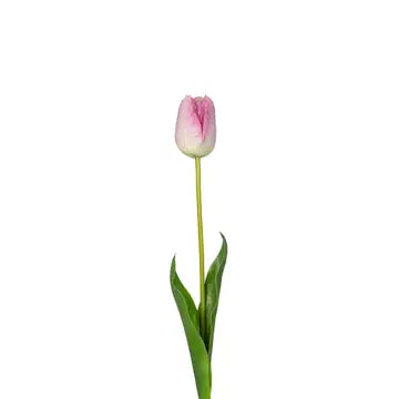 Purple Tulip