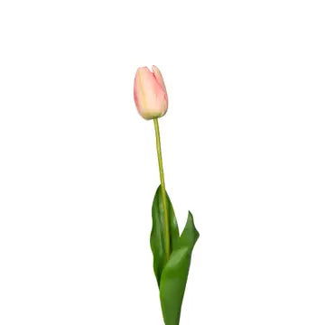 Pink Tulip