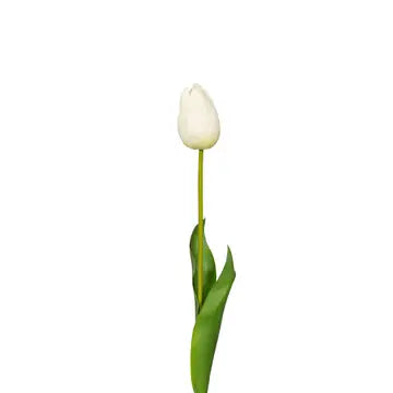 white tulip